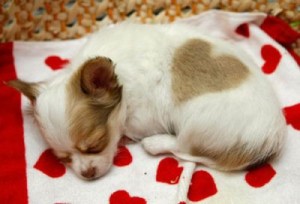 heart-puppy
