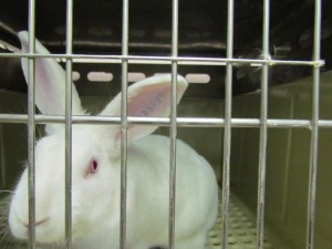 Bunny