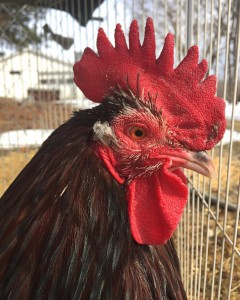 Rocky, who is extremely handsome, lives at Cherry Run Roost Microsanctuary in Hedgesville, WV. (http://cherryrunroost.weebly.com)